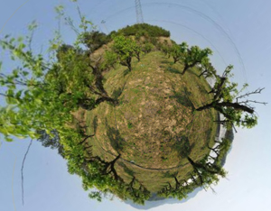 近百亩铁皮石斛基地